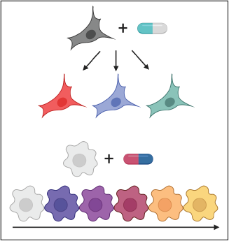 Image depicts theoretical responses of two different cell types to therapeutic exposure. In the top example, treatment induces multiple discrete cellular states. In the bottom example, exposure results in a continuum of responses. Both of these responses can only be adequately described using techniques at single-cell resolution.