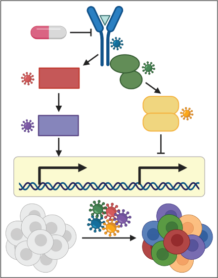 Image depicts an example of an experiment to define the contribution of individual genes to a therapy induced response. Top depicts a signaling pathway targeted by a drug. Colors depict individual components and viruses of the same color encode CRSIPR guide RNAs targeting that pathway component. Bottom depicts transduction of Cas9 expressing cells with guide RNAs against pathway components.