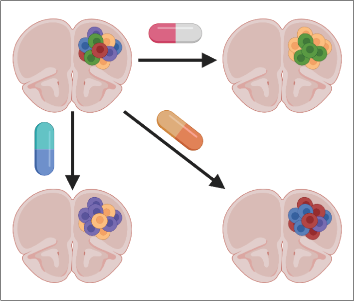 Cartoon depicts the effects of genetic heterogeneity and drug exposure on tumor composition and associated molecular signatures.