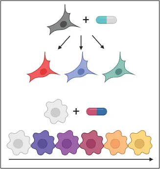 Image depicts theoretical responses of two different cell types to therapeutic exposure. In the top example, treatment induces multiple discrete cellular states. In the bottom example, exposure results in a continuum of responses. Both of these responses can only be adequately described using techniques at single-cell resolution.