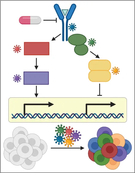 Image depicts an example of an experiment to define the contribution of individual genes to a therapy induced response. Top depicts a signaling pathway targeted by a drug. Colors depict individual components and viruses of the same color encode CRSIPR guide RNAs targeting that pathway component. Bottom depicts transduction of Cas9 expressing cells with guide RNAs against pathway components. 